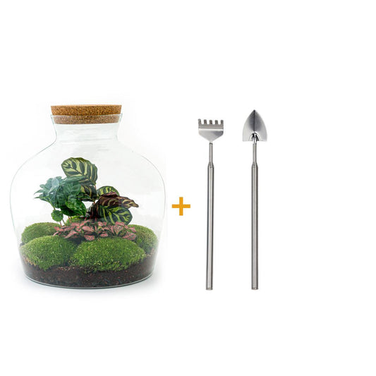 DIY terrarium - Fat Joe Coffea - ↕ 30 cm - Rake + Shovel