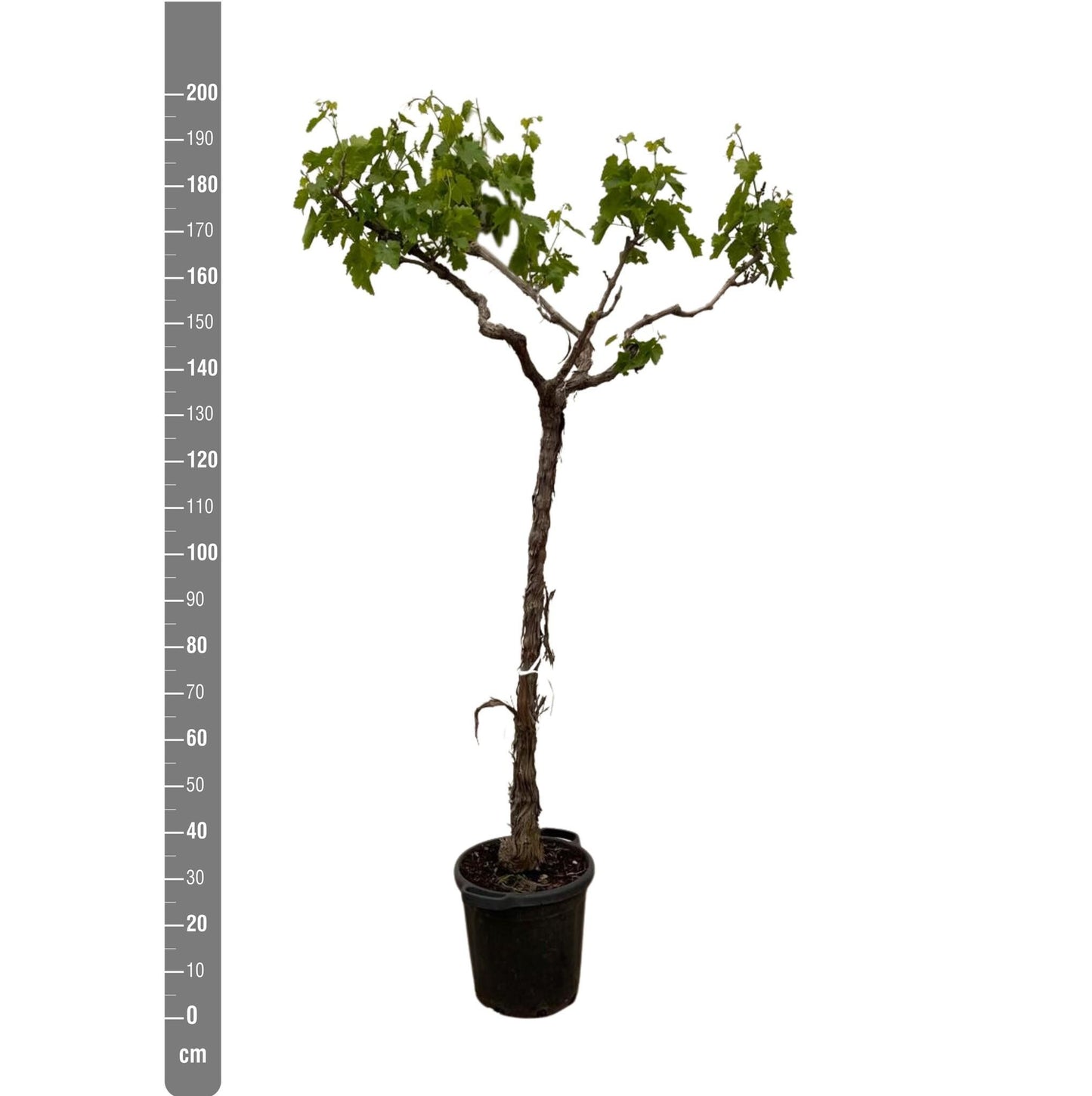 Druivenboom (Vitis Vinifera) stam vertakt - 200cm - ø35