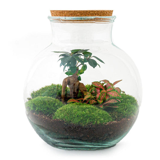 DIY terrarium - Teddy bonsai - ↕ 26,5 cm - Normal