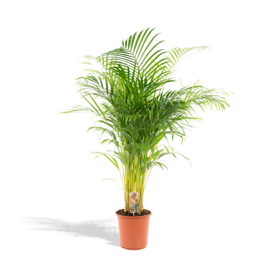 Areca palm - Ø24cm - ↕130cm