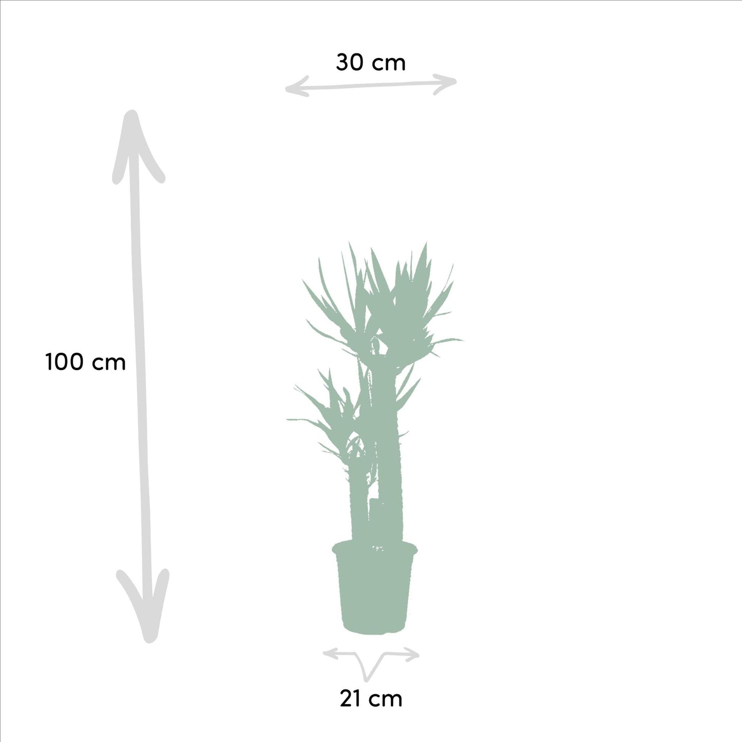 Combideal Areca - ↨130cm - Ø24cm + Yucca - ↨100cm - Ø21cm
