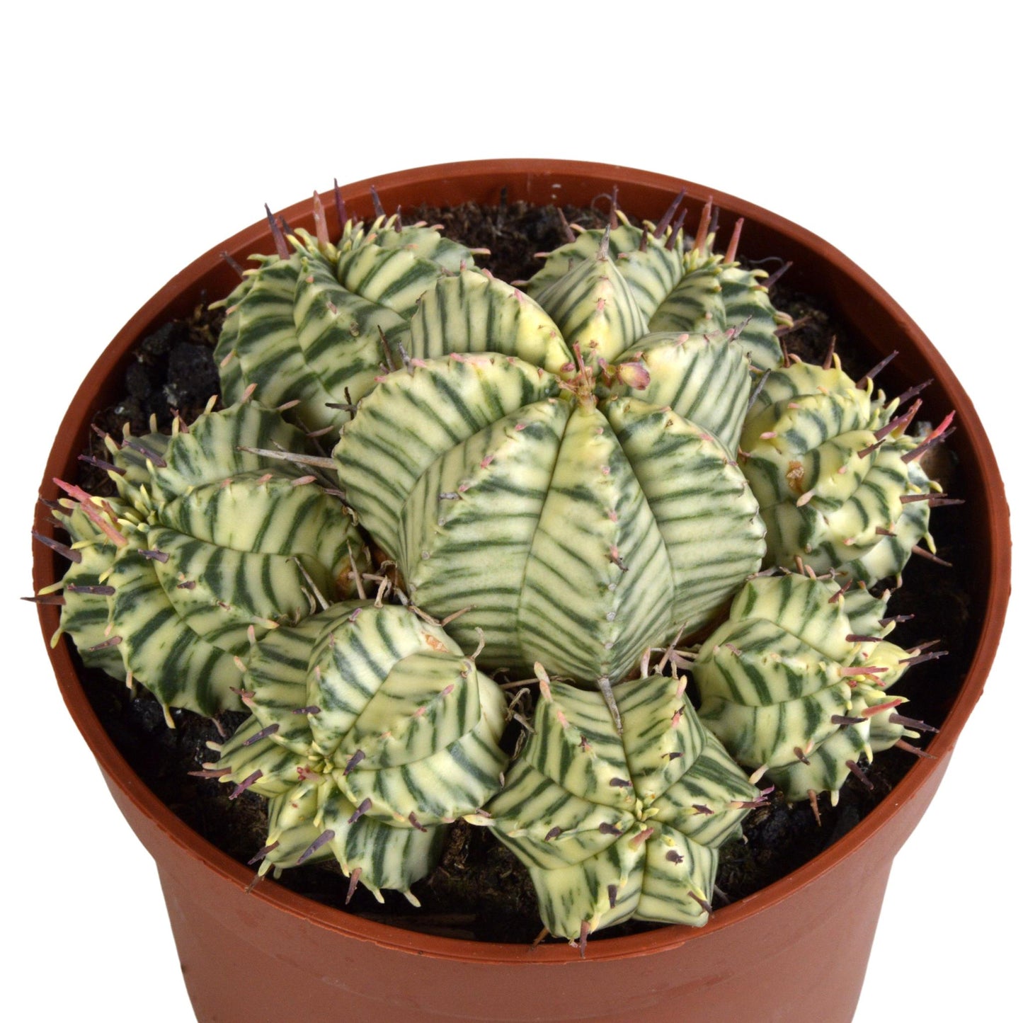 Euphorbia meloformis variegata - clay - EXCLUSIEF SOORT  potje 10,5cm - 1x