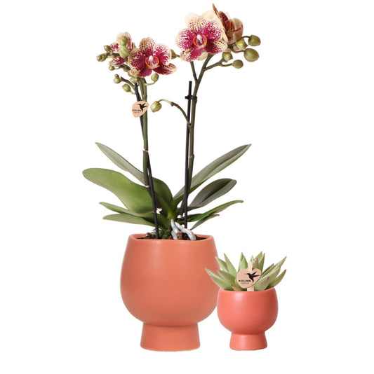 Kolibri Orchids | Planten set Scandic terracotta - met oranje Phalaenopsis Orchidee Ø9cm en Succulent Miranda Ø6cm - incl. keramieken sierpotten | potmaat Ø6-9cm