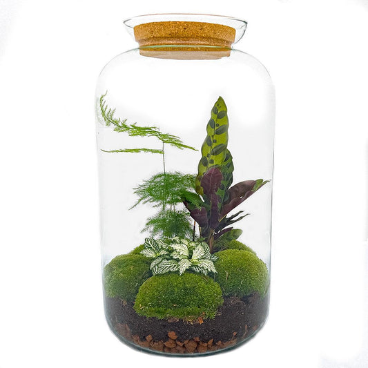 DIY terrarium - Botanical Sven XL - ↕ 43 cm - Normal