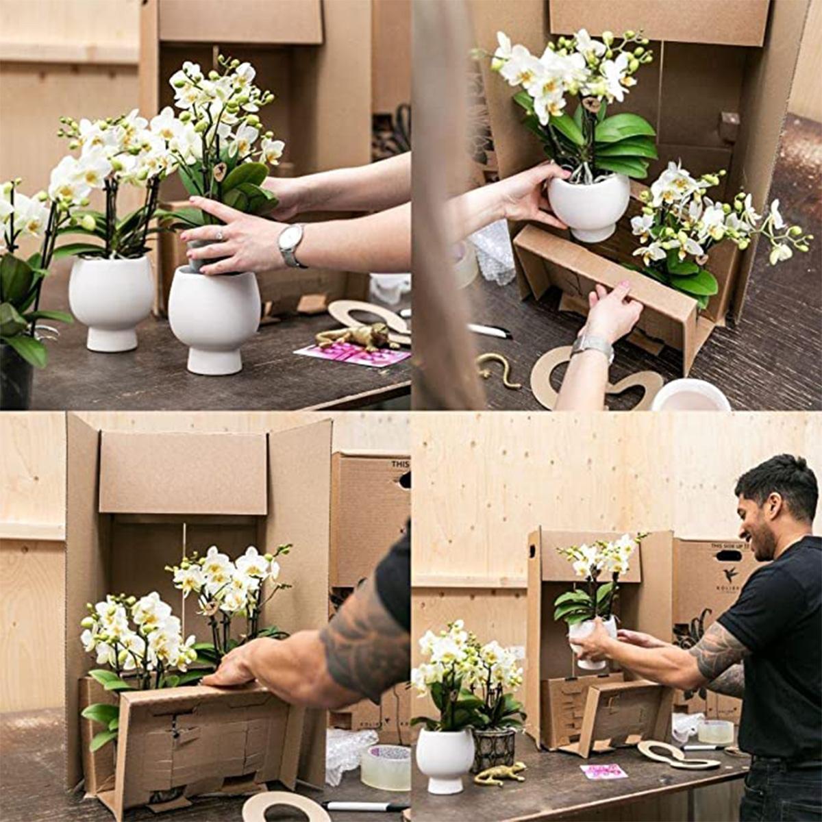 Kolibri Company | Gift set Scandic white | Plantenset met witte Phalaenopsis Orchidee en Succulenten incl. keramieken sierpotten