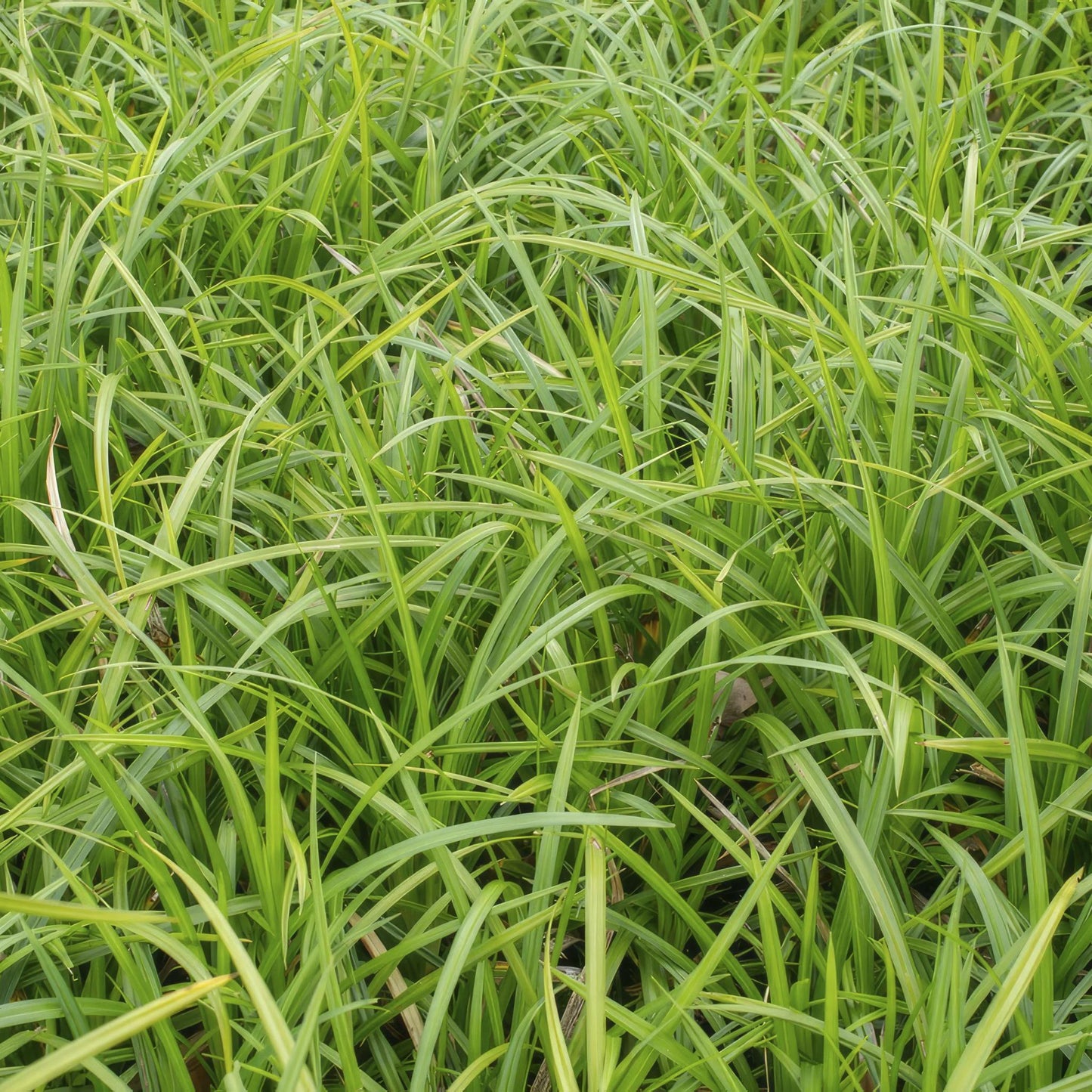 6x Carex morrowii 'Irish Green' - ↕10-25cm - Ø9cm