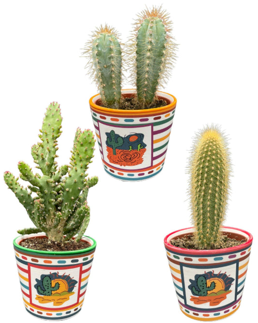 Cactus Palen Mix - ↕15-20cm (3 Stuks) - Mexico - Ø9.5 cm