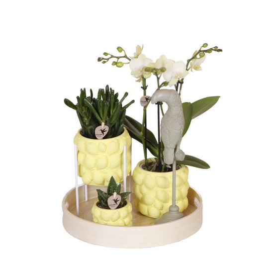 Kolibri Company | Gift set Optimisme Plantenset met oranje Phalaenopsis Orchidee en Succulenten incl. keramieken sierpotten