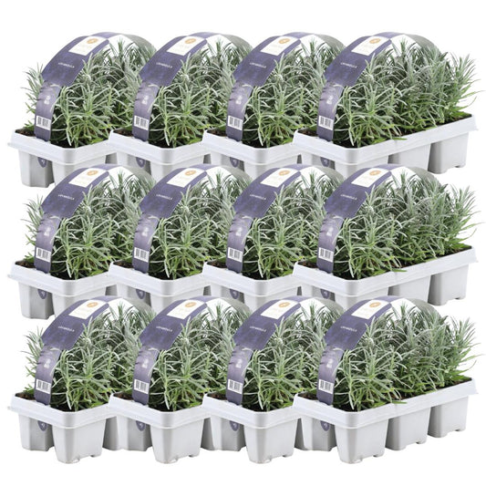 12 x 6 pack (72 stuks) Lavendel angustifolia - Ø7 cm - ↕15 cm