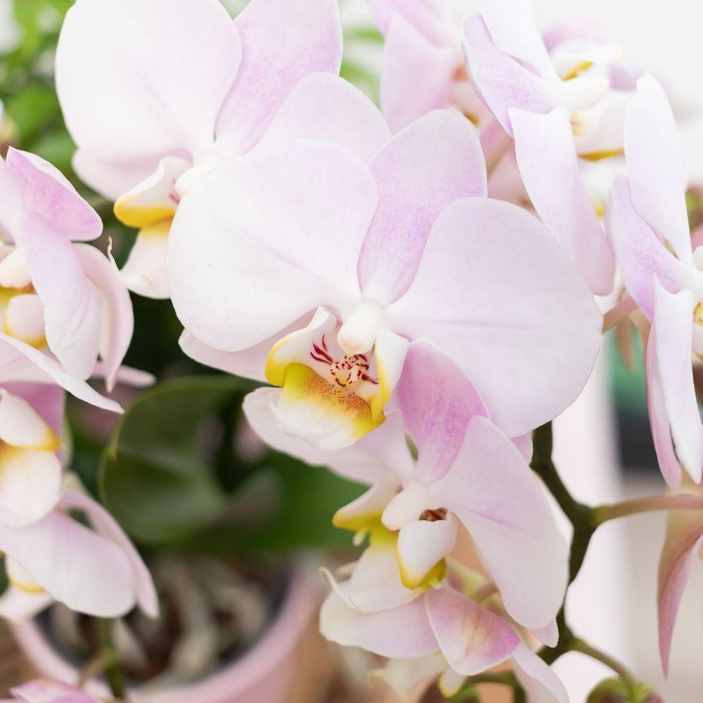 Kolibri Orchids | Roze Phalaenopsis orchidee – Andorra + Gold foot sierpot roze – potmaat Ø9cm – 35cm hoog | bloeiende kamerplant in bloempot - vers van de kweker