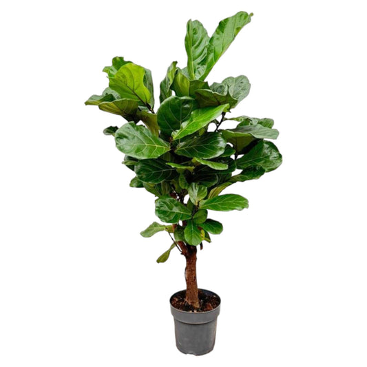 Ficus Lyrata vertakt - 160cm - ø30