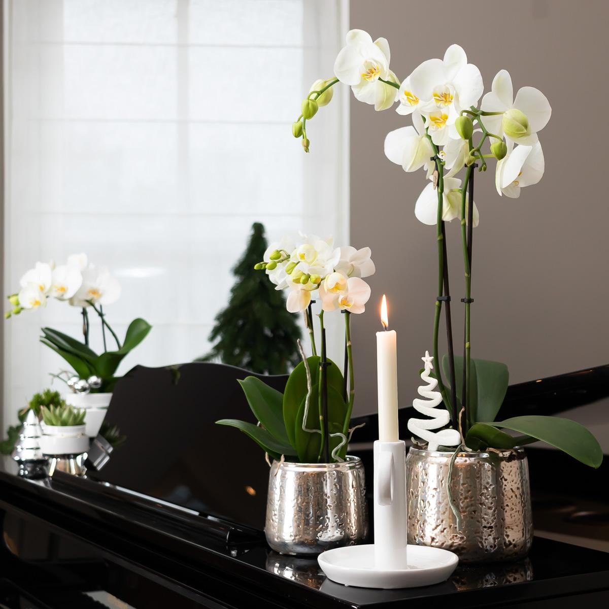 Kolibri Orchids | witte Phalaenopsis orchidee – Amabilis + Luxury sierpot zilver – potmaat Ø9cm – 40cm hoog | bloeiende kamerplant in bloempot - vers van de kweker