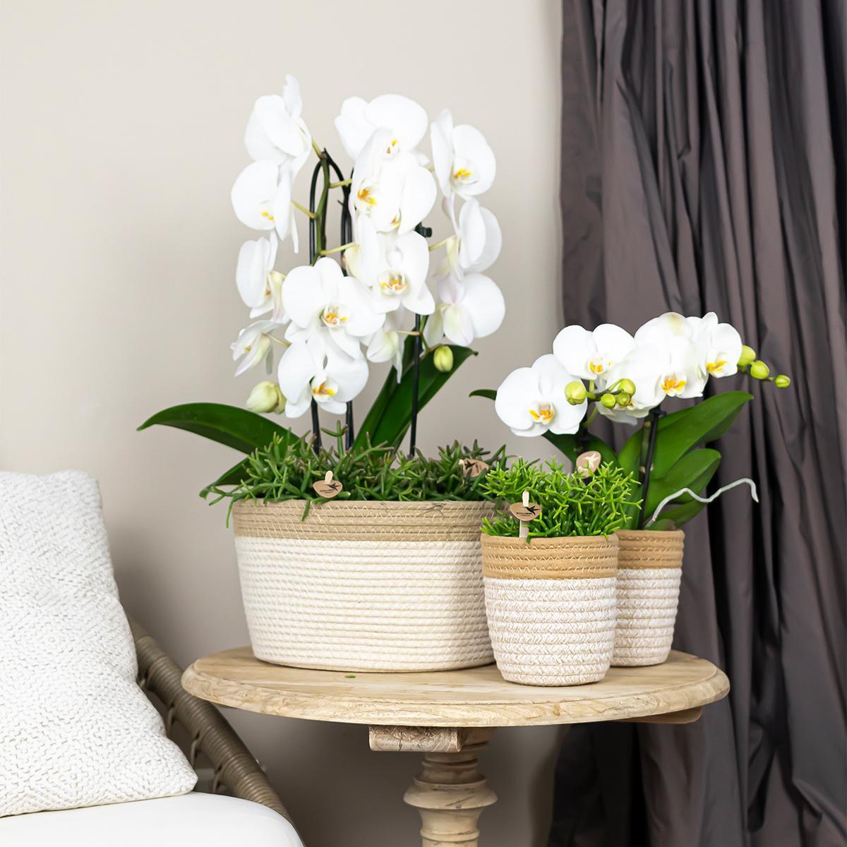 Kolibri Orchids | witte Phalaenopsis orchidee - Niagara Fall  - potmaat Ø12cm | bloeiende kamerplant - vers van de kweker