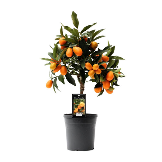 Citrus Kumquat Ø16cm - ↕45cm