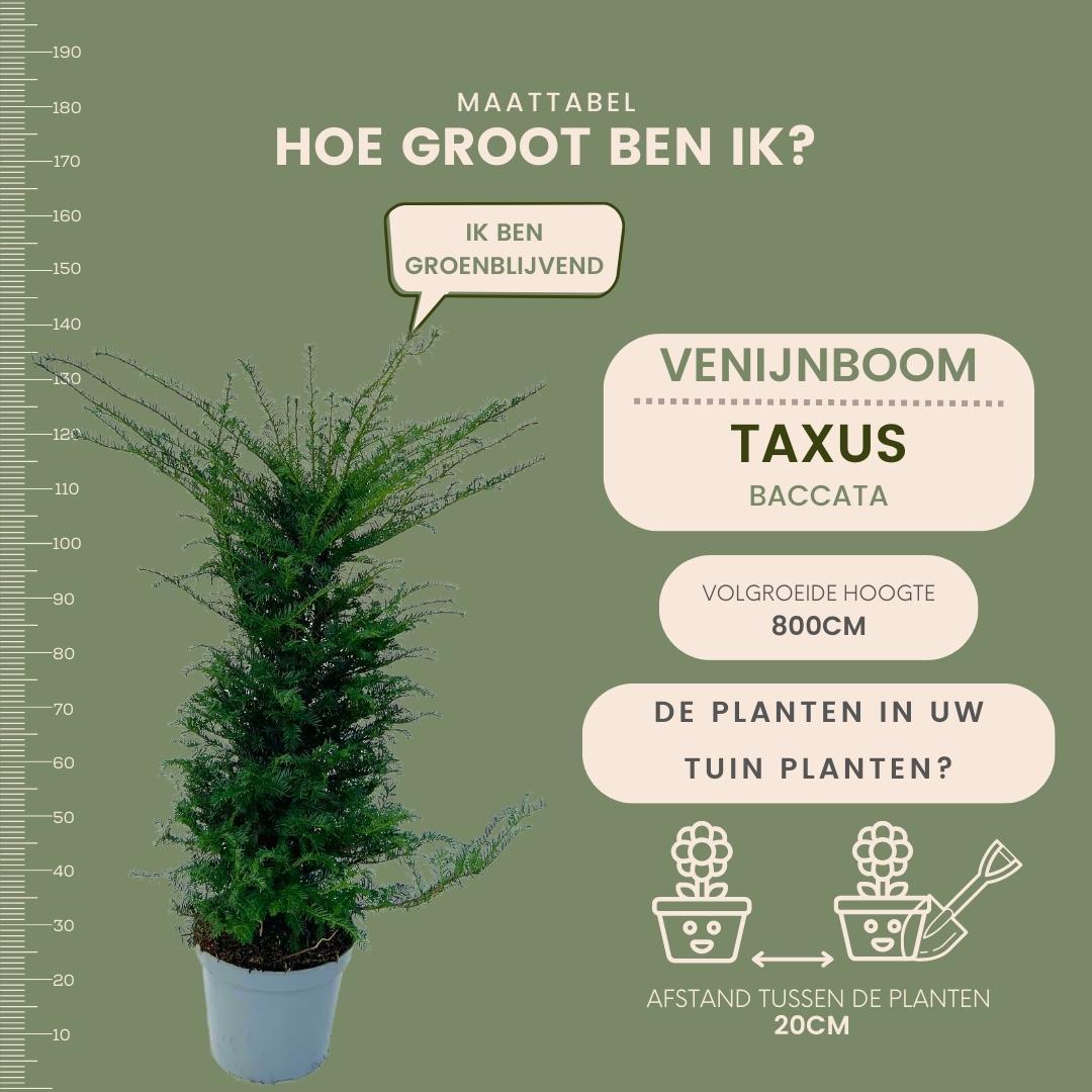Grote taxus planten voor 10 strekkende meter haag | - 12L - 20 x | ↨ 100-125 cm