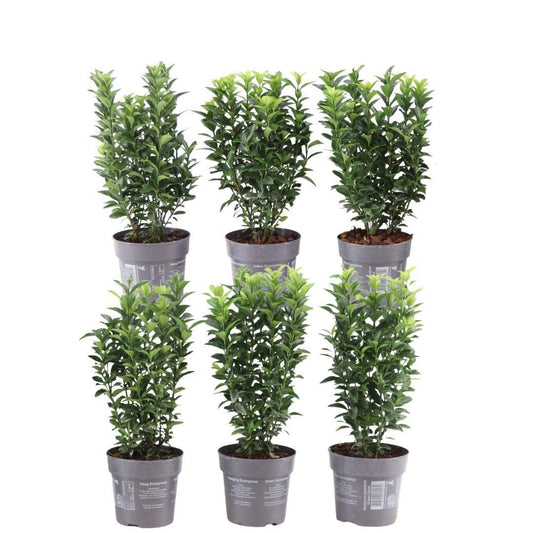 Plants by Frank - 1 meter Groene Kardinaalsmuts haag - Euonymus japonicus 'Green Spire' - Set van 6 winterharde haagplanten - Groenblijvende haag - Vers van de kwekerij geleverd