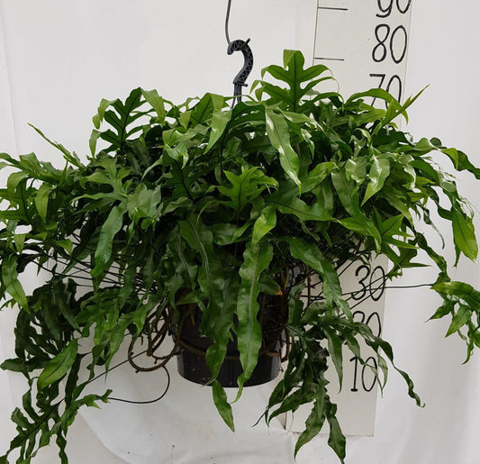 Microsorum Diversifolium - Ø25cm - ↕50cm