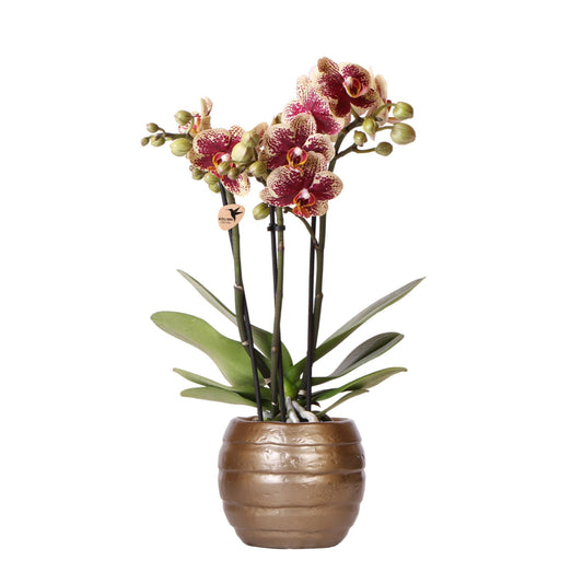 Kolibri Orchids | Geel rode phalaenopsis orchidee - Spain - potmaat Ø9cm | bloeiende kamerplant - vers van de kweker