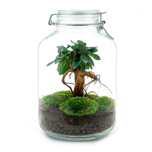 DIY terrarium - Ficus Ginseng bonsai - ↕ 28 cm - Normal