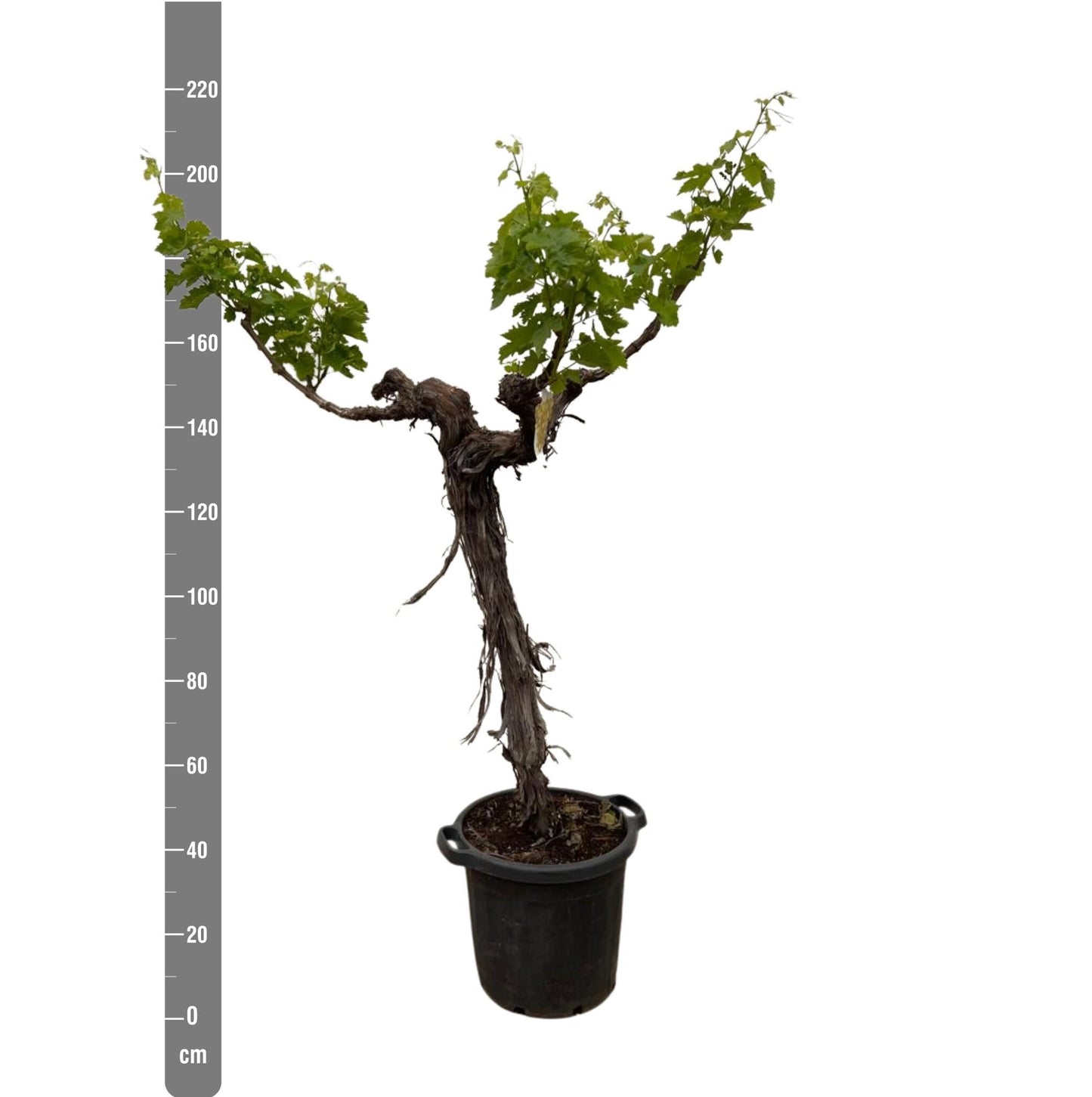 Druivenboom (Vitis Vinifera) stam vertakt - 220cm - ø55