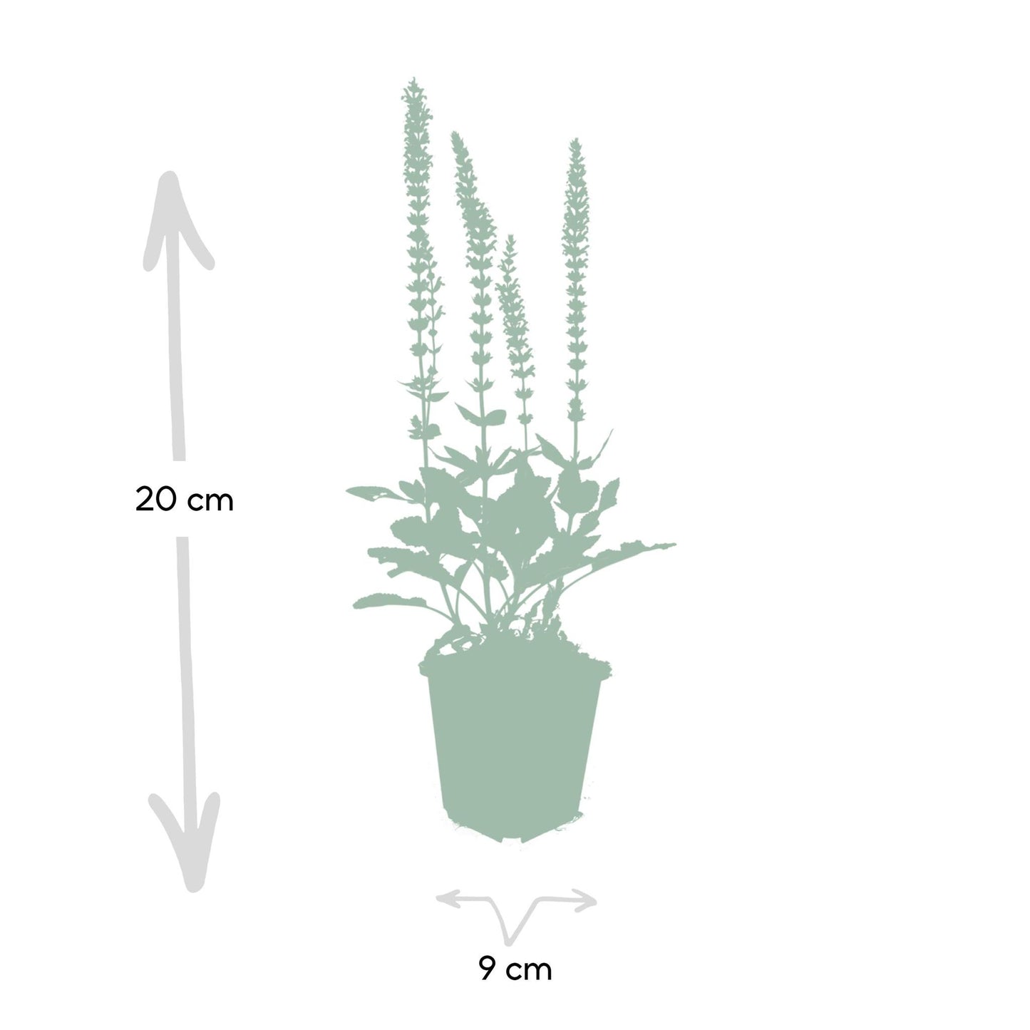 6x Salvia nem. 'Ostfriesland' - ↕10-25cm - Ø9cm