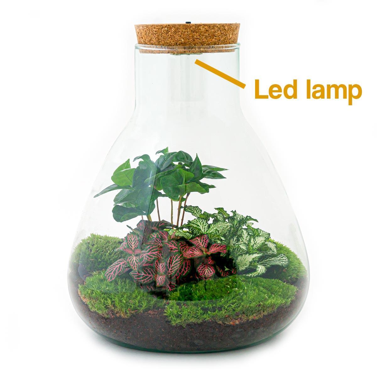 DIY terrarium - Sam Coffea met lamp - ↕ 30 cm - Rake + Shovel