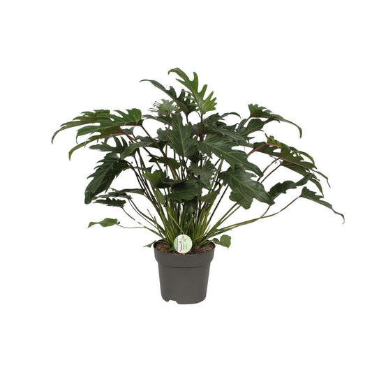 Philodendron Xanadu - Ø21cm - ↕65cm