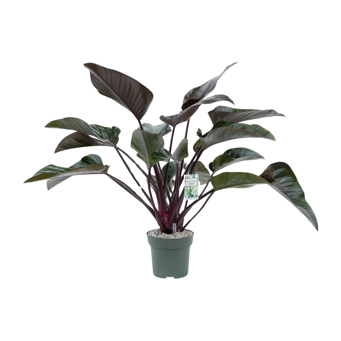 Philodendron Red Beauty - Ø27cm - ↕60cm