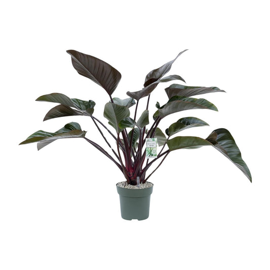 Philodendron Red Beauty - Ø27cm - ↕60cm