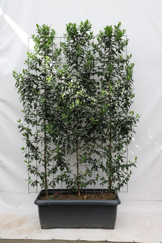 Prunus l. 'Angustifolia' - ↨180cm - 1 pcs