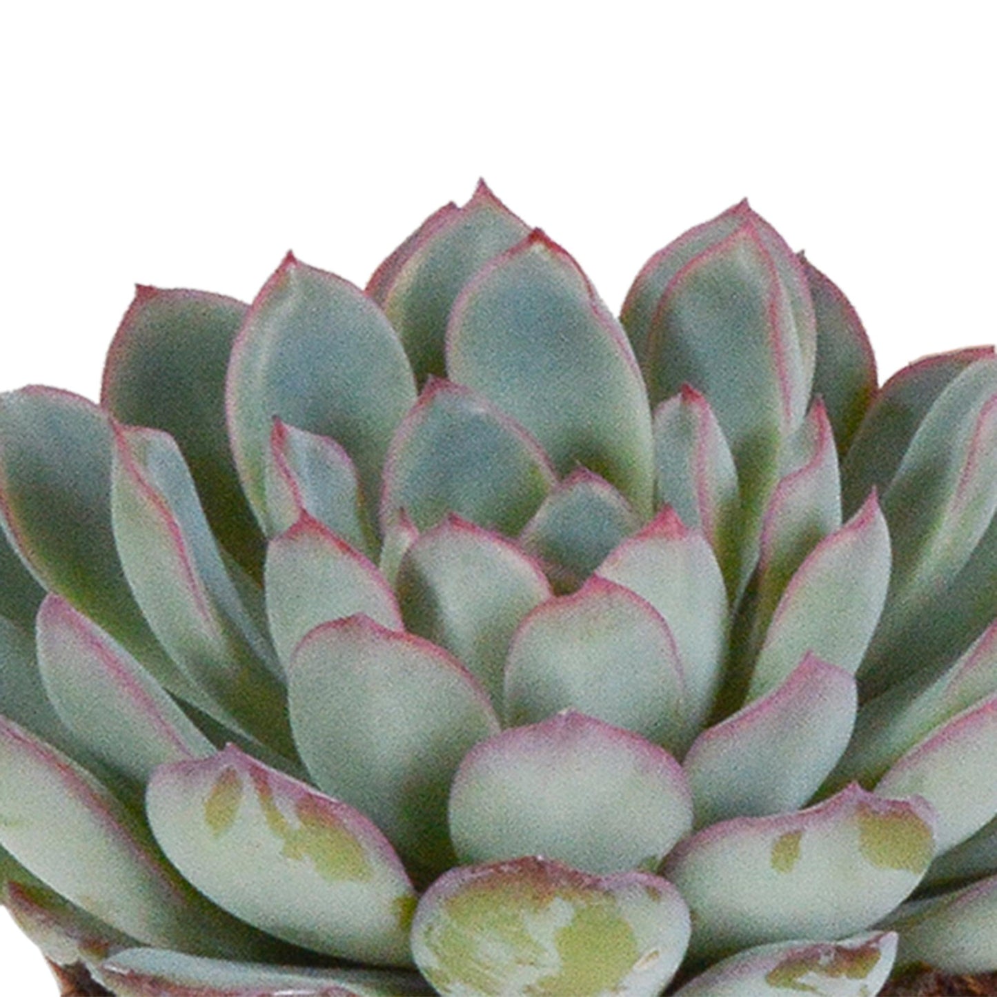 Echeveria mix 8.5 cm - 3x - in witte pot