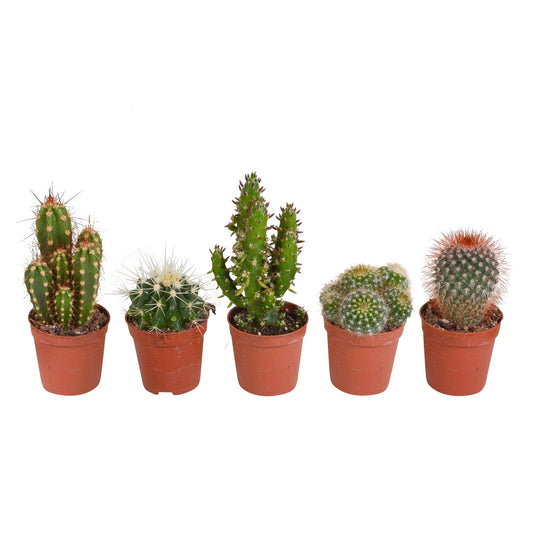 Cactus mix 5.5 cm - 5x - zonder pot