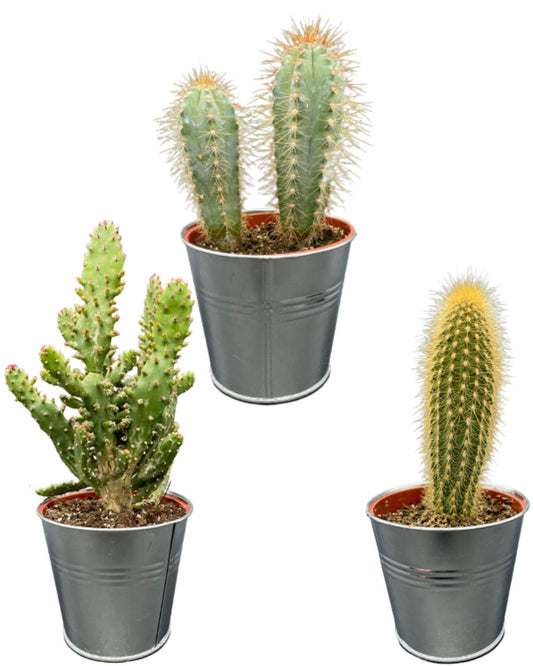 Cactus Palen Mix - ↕15-20cm (3 Stuks) - Zinc - Ø9.5 cm