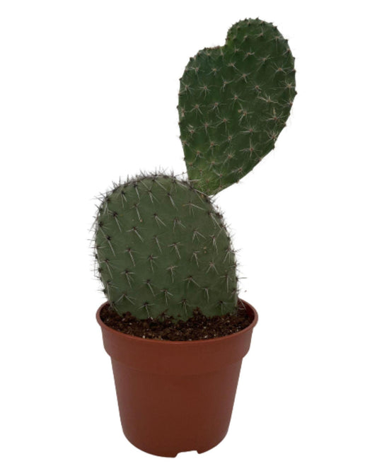 Cactus- Opuntia Vijgcactus - ↕30-40cm - Normal - Ø17 cm