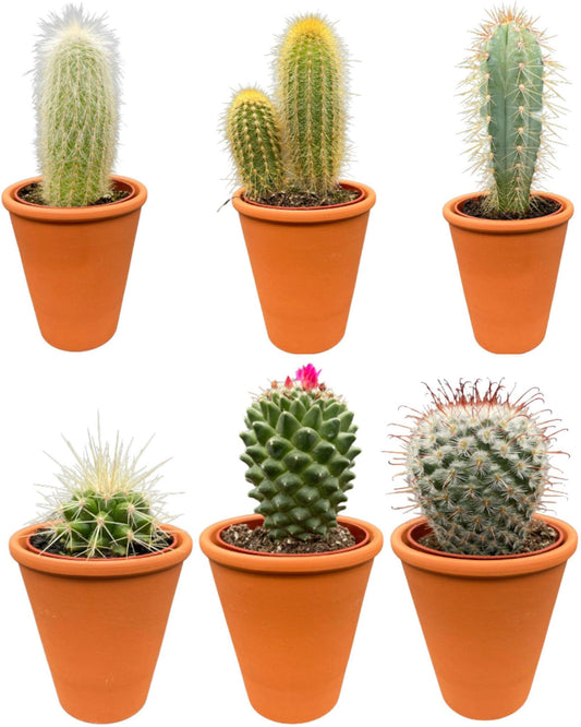 Cactus Mix - ↕8-15cm (6 Stuks) - Terracotta - Ø7.5 cm