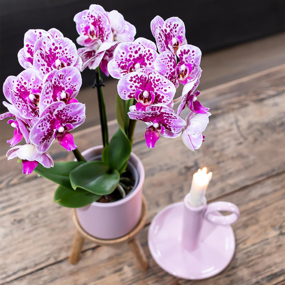 Kolibri Orchids | COMBI DEAL van 2 roze paarse phalaenopsis orchideeën - El Salvador - potmaat Ø9cm | bloeiende kamerplant - vers van de kweker