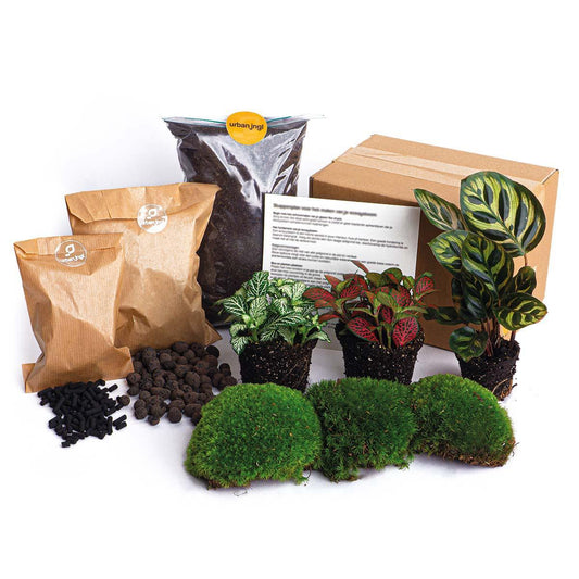 Planten terrarium pakket - DIY - Calathea Makoyana - Navulling & Startpakket - Package 2