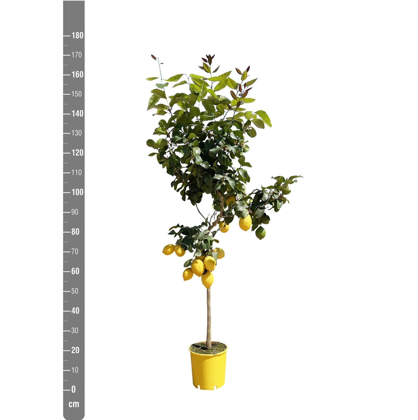 Citroenboom - 180 cm - ø24