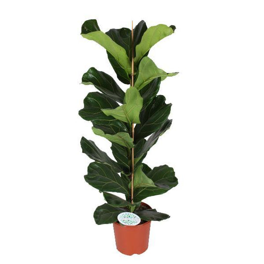 Ficus Lyrata - Ø21cm - ↕90cm