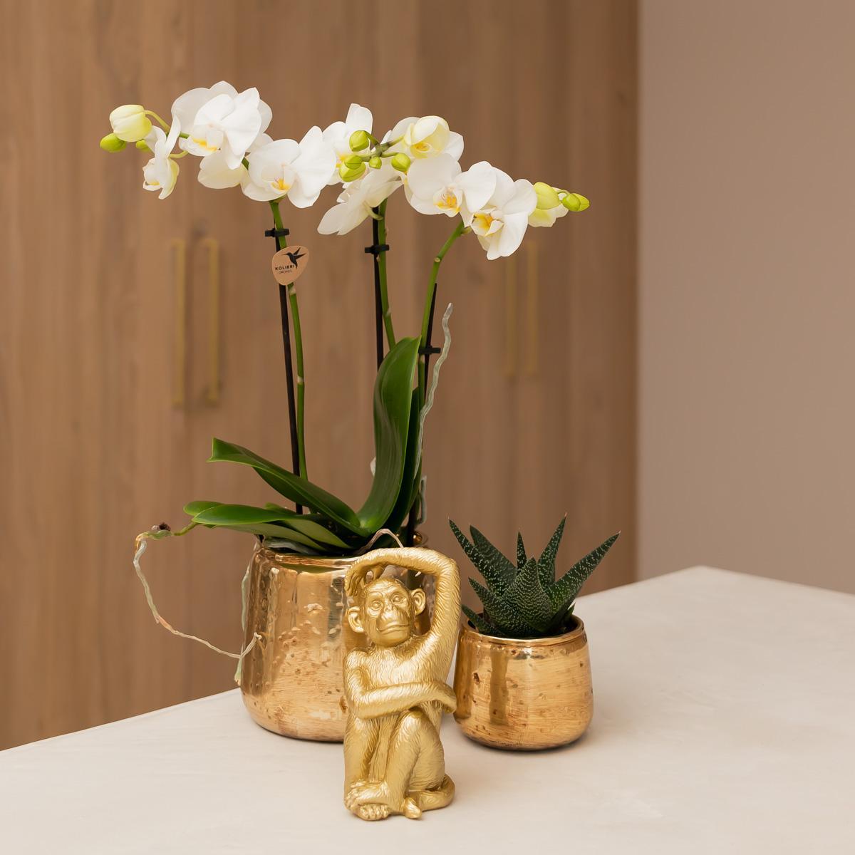 Kolibri Orchids | witte Phalaenopsis orchidee - Amabilis - potmaat Ø9cm | bloeiende kamerplant - vers van de kweker