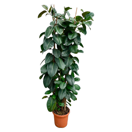 Ficus Elastica Robusta struik - 225cm - ø40