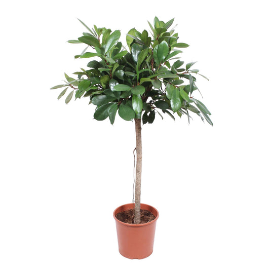 Ficus Cyathistipula boom - 150 cm - ø30