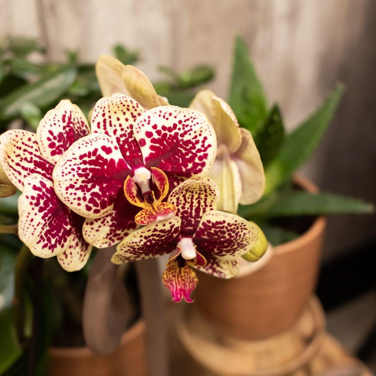 Kolibri Orchids | COMBI DEAL van 2 geel rode phalaenopsis orchideeën - Spain - potmaat Ø9cm | bloeiende kamerplant - vers van de kweker