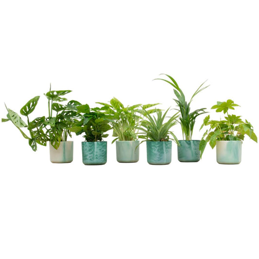 Verrassingsbox - 6 planten inclusief elho Ocean Round pacifisch groen Ø14