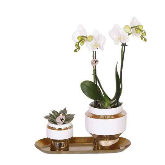 Kolibri Company - Set van witte orchidee en Succulent op gouden dienblad