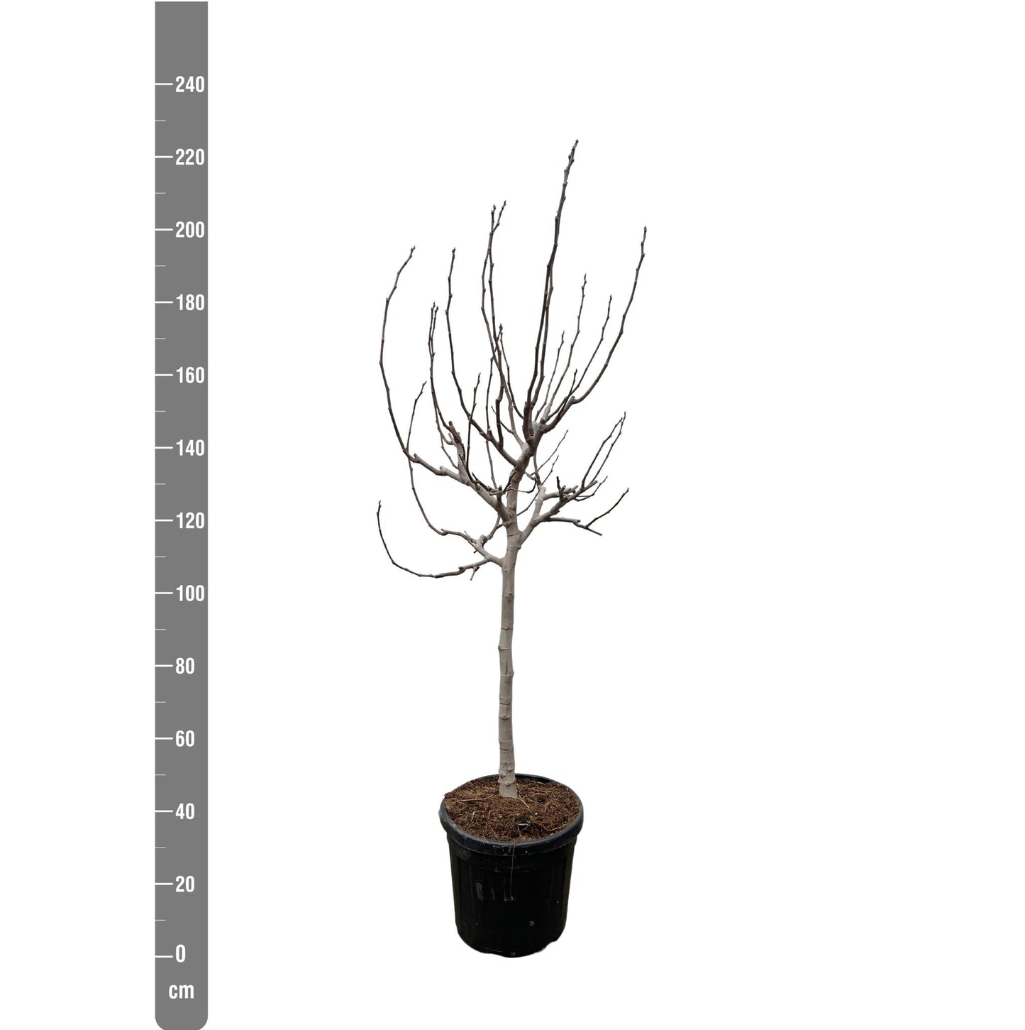 Ficus Carica op stam - 225 cm - ø40