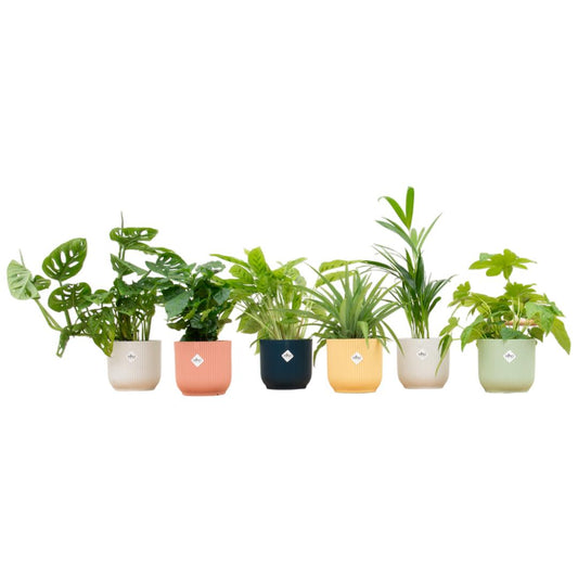 Verrassingsbox - 6 planten inclusief elho Vibes Fold Round Ø14 kleurenmix