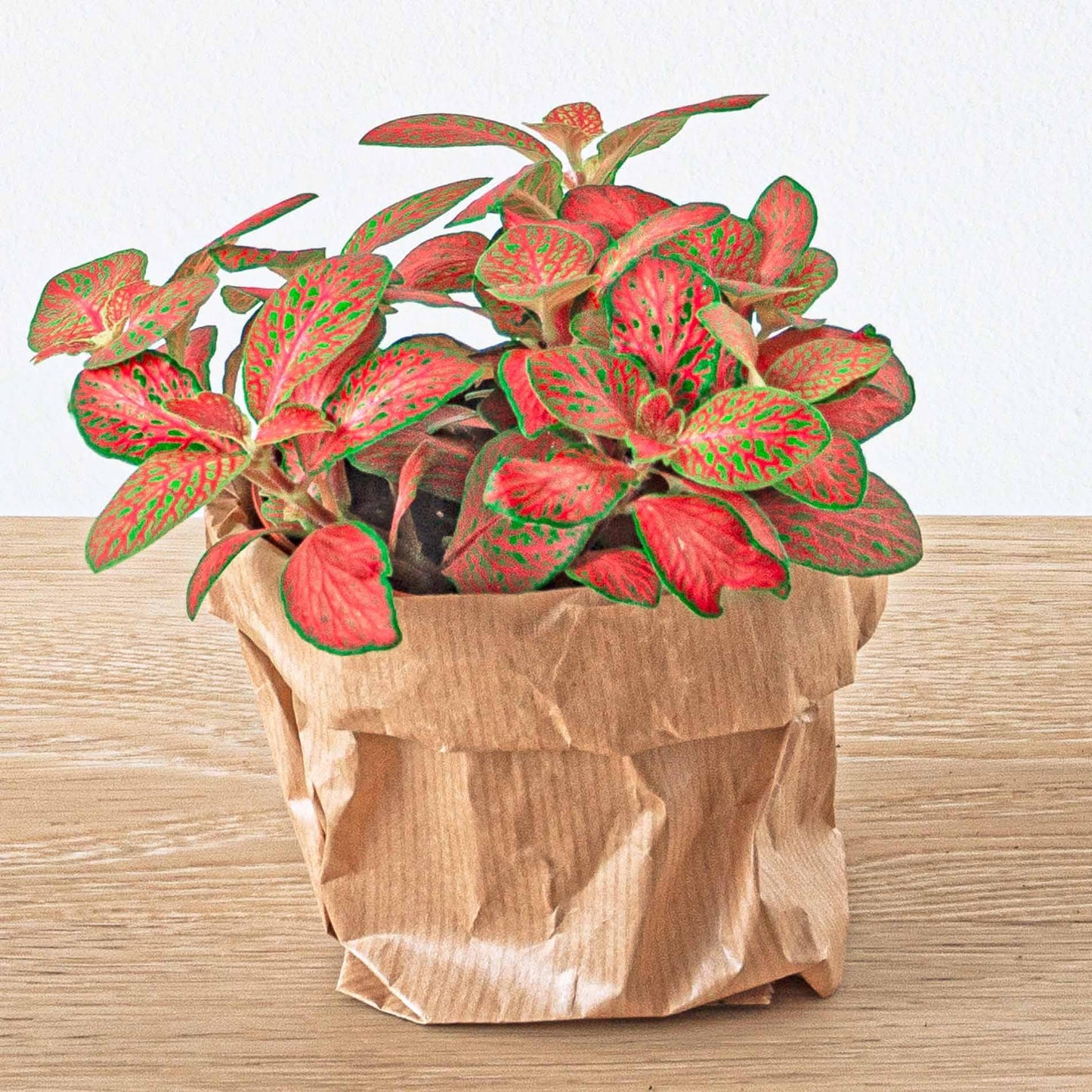 Planten terrarium pakket Calathea Lancifolia - Navulling & Startpakket- DIY