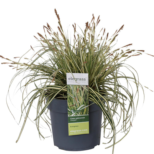 Carex hachijoensis Evergold - Ø19 - ↨40cm