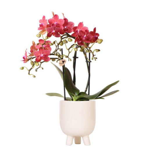 Kolibri Orchids | Rode Phalaenopsis orchidee – Congo + Gummy pot travertine – potmaat Ø9cm – 40cm hoog | bloeiende kamerplant in bloempot - vers van de kweker
